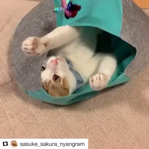 【公式】いぬのきもち・ねこのきもちのインスタグラム