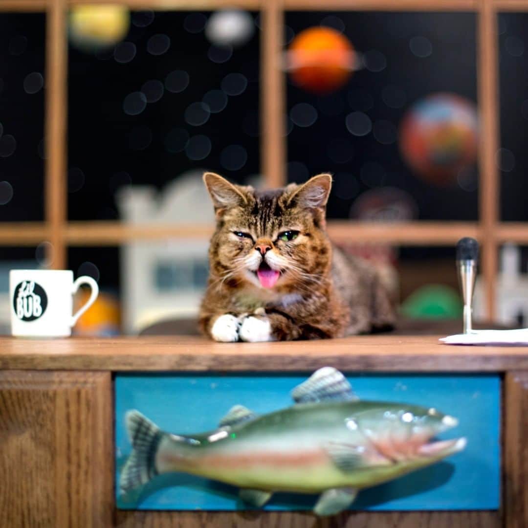 のインスタグラム：「We are so saddened by the loss of our favorite magical space cat Lil Bub. We’re grateful for the difference BUB has made in the world of animal welfare and our hearts go out to her family and friends.❤️❤️❤️」