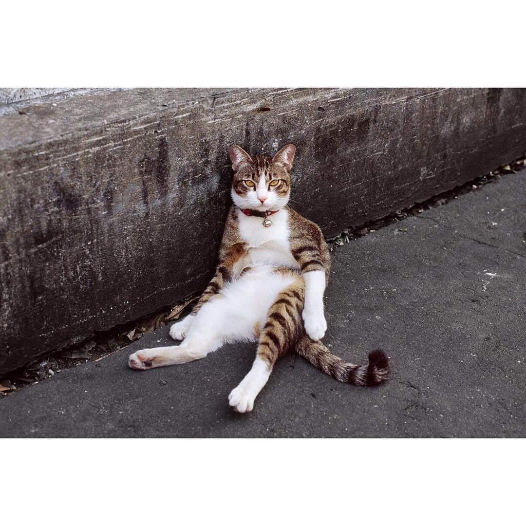 スティーブ・マカリーさんのインスタグラム写真 - (スティーブ・マカリーInstagram)「#Bangkok, #Thailand, 2004.  #SteveMcCurry #SteveMcCurryAnimals #Cat」12月3日 7時04分 - stevemccurryofficial