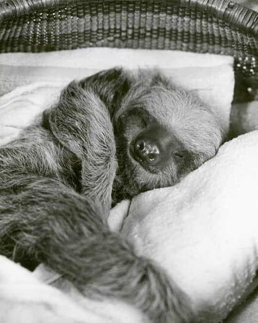 スミソニアン博物館さんのインスタグラム写真 - (スミソニアン博物館Instagram)「When you just need to snooze for five more minutes after a holiday weekend. 💤 This is Mary Jane the baby sloth, who was born at our @smithsonianzoo in 1964. Zoo staff hand-reared Mary Jane, and named the two-toed sloth long before it was determined that the baby was a male.  He’s seen snuggling at 9 months old in this @smithsonianarchives photo.」12月3日 7時08分 - smithsonian