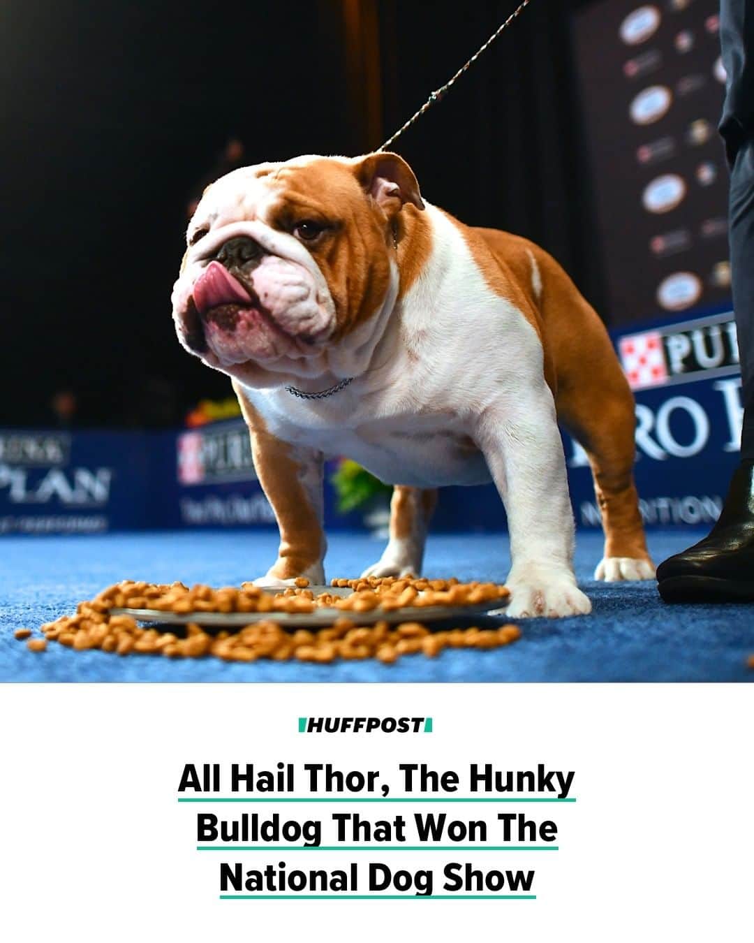 Huffington Postさんのインスタグラム写真 - (Huffington PostInstagram)「OMG. 🐶 Thor the bulldog is officially the best boy in America. This fine, chunky specimen claimed Best in Show at this year’s National Dog Show, beating out more than 2,000 other good boys and girls from more than 193 breeds to claim the prestigious prize. Thor, who at 2 years old weighs in at 60 pounds, was described by American Kennel Club-licensed judge and NBC co-host David Frei as a “beautiful hunk of a dog.” But Thor’s not all looks ― Frei also said he had a “great temperament.” Thor’s handler, Peruvian Eduardo Paris, described the bulldog as a “sweet dog and very athletic.” “You should see how high he can jump,” Paris said. “He loves to play with his kennel mate Chihuahuas, and he has beautiful construction. I think that’s why he won.” Head to the link in bio for more wholesome content. // 📷: Getty Images」12月3日 7時10分 - huffpost