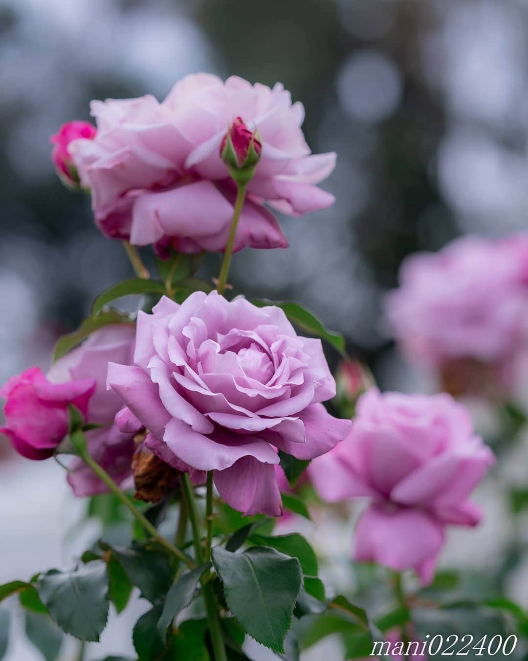 のインスタグラム：「. 3 Dec. 2019 ． . Good morning🌸🌺🌹✨ . . . . . 🌺🌺🌺🌷🌷🌷🌹🌹🌹🌸🌸🌸 ご訪問ありがとうございます🙇 . お花以外の写真は サブアカウントにポストしています。 良かったら、覗いてください🙇🙇 ⬇️⬇️⬇️ @mani0224000 . 🌺🌺🌺🌷🌷🌷🌹🌹🌹🌸🌸🌸 . . . バラ 🔷🔷🔷🔷🔷🔷🔷🔷🔷 #カメラ好きな人と繋がりたい  #flower  #花 #flowers  #写真好きな人と繋がりたい love_bestjapan  serahana #ファインダー越しの私の世界  #花のある暮らし  #bns_lite #eclecticshow #explore_floral . #9Vaga_Rose9 9vaga9  9vaga_3flowers9  #floristsandflowers #ip_blossoms_member #fabulous_shots ig_flowers #ponyfony_flowers #meiko_roses  meiko_flora_member #myheartinshots #la_flowers #rainbow_petals #top_favourite_flowers  #quintaflower #inspiring_shot #phx_flowers dreaming_in_macro #flower_special_legend  nature_special_legend  #ind_flowers #tv_flowers #best_mmf_vipday  #best_beauty_flora_  9vaga_flowersart9 #ptk_flowers #fleur_noblesse_m .」