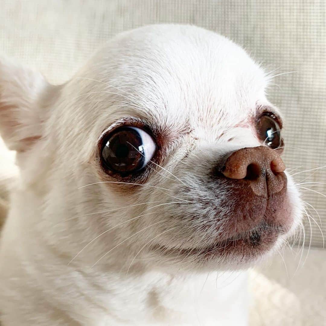 KORIKIのインスタグラム：「おはようございます♪ * #dogofsapporo #dog, #dogs, #dogstagram,#chihuahua,#犬バカ部,#チワワ,#koriki, #hanadog #白スムチ連合会, #スムチー,  #dogofthedayjp, #dogoftheday  #ilovemydog #instadog #instapet #WhiteChihuahua  #吉娃娃 #치와와  #dogsofinstagram #Chihuahualover  #ชิวาวา #チワワの輪 #barkbox #WhiteChihuahuaParty #もふもふモフモフ」