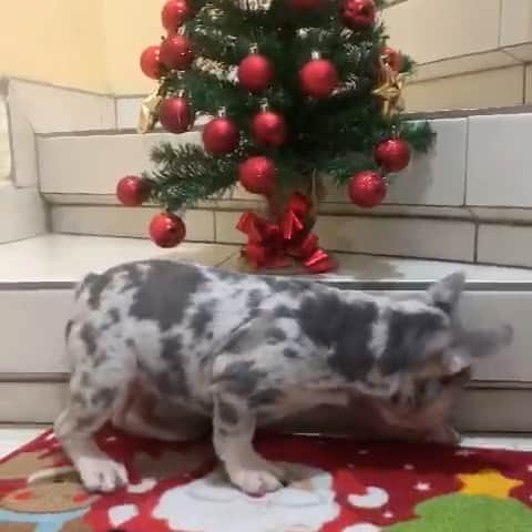 Oprahnbooのインスタグラム：「Lilac tri merle. #christmas #spirit #dogsforlife #dogoftheday #dogsofinstagram  #dogs #dogsoftheworld #doglovers #share #rag」