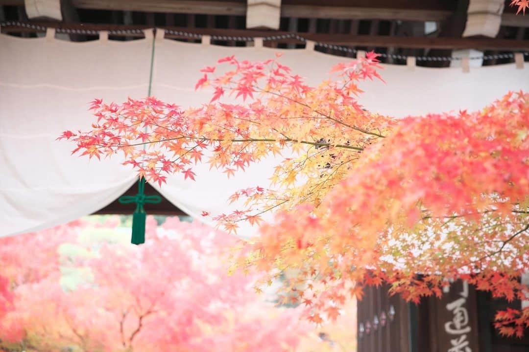kiccyomuのインスタグラム：「☁️ 2019.12.03 Tue 京都の #紅葉 🍁 大原の後は… モミジの #永観堂　🍁 入り口前から見頃の紅葉がお出迎え(3枚目) ライトアップもいいけど… 昼の庭園も良かったですよ😊 * 今日も元気に🤗 * location #京都 撮影 11月22日」