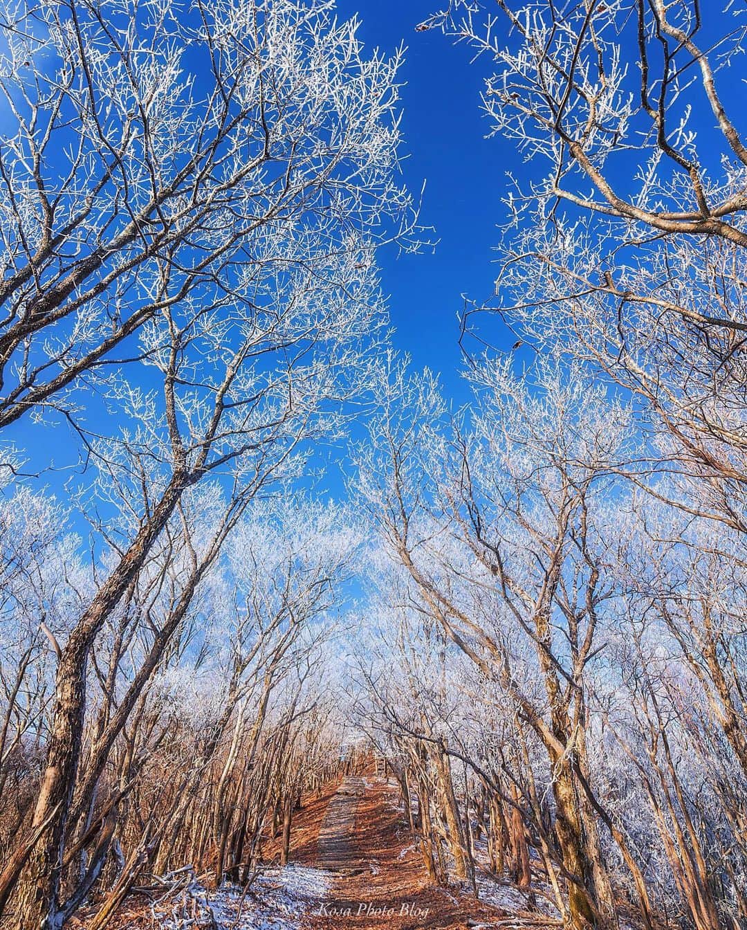 コサのグルメインスタ