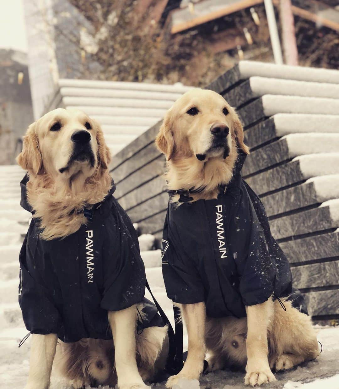 のインスタグラム：「First snow in NYC ❄️ and the pups @zeffandti are loving it! Especially sporting their new “PAWMAIN” jackets too cute! Ready for Aspen @michellecampbell #bratty #pupsofinstagram #pups #instamood #goldenretriever #」