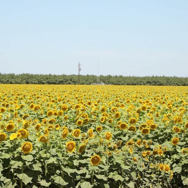 ジェシカ・ゾアのインスタグラム：「🌻」