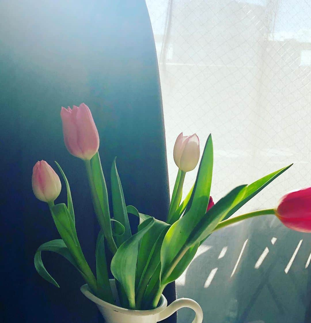 阿部洋子さんのインスタグラム写真 - (阿部洋子Instagram)「🌷🌷🌷 #今週のお花  #tulips  #flowers  3つの品種。」12月3日 8時50分 - hirocoring