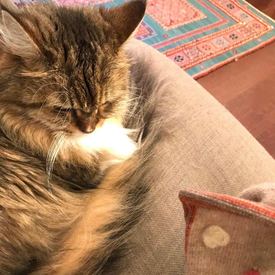 のインスタグラム：「バターとベーコンとミントティーくれないから、朝からふて寝するにゃ。 おはよう。おやすみ。  #ねこ #それ絶対あかんやつ #に限って大好き #らしいです笑」