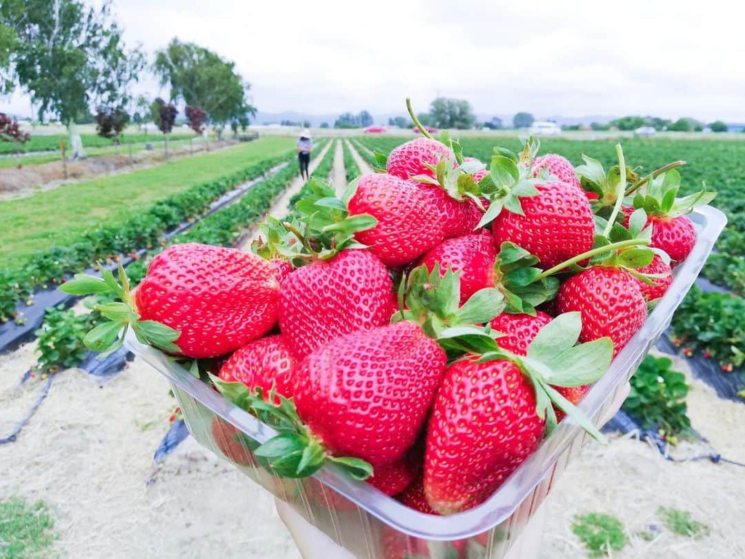 徳永千奈美さんのインスタグラム写真 - (徳永千奈美Instagram)「🍓🍓🍓 #🍓 #strawberry #strawberrypicking」12月3日 20時46分 - chinami.tokunaga