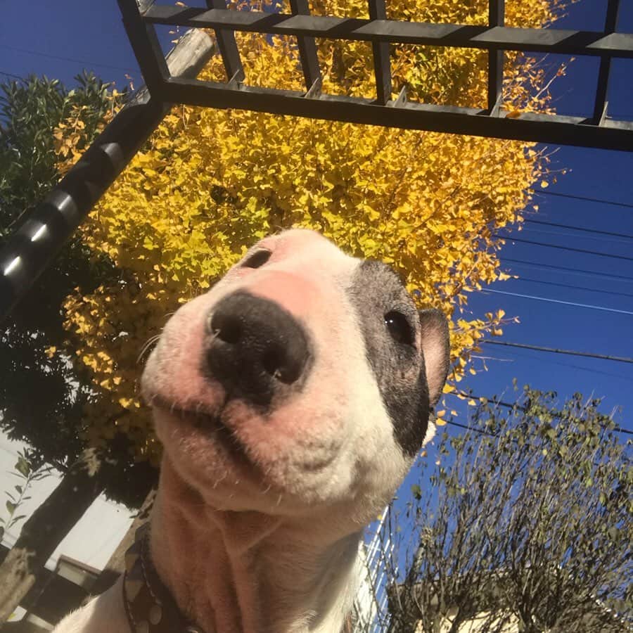 のインスタグラム：「#minituru#bull#terrier#minibullterrier#miniturubullterrier#dog#dogstagram#cute#qtaro#love#family#ミニチュア#ブルテリア#ミニチュアブルテリア#Q太郎」