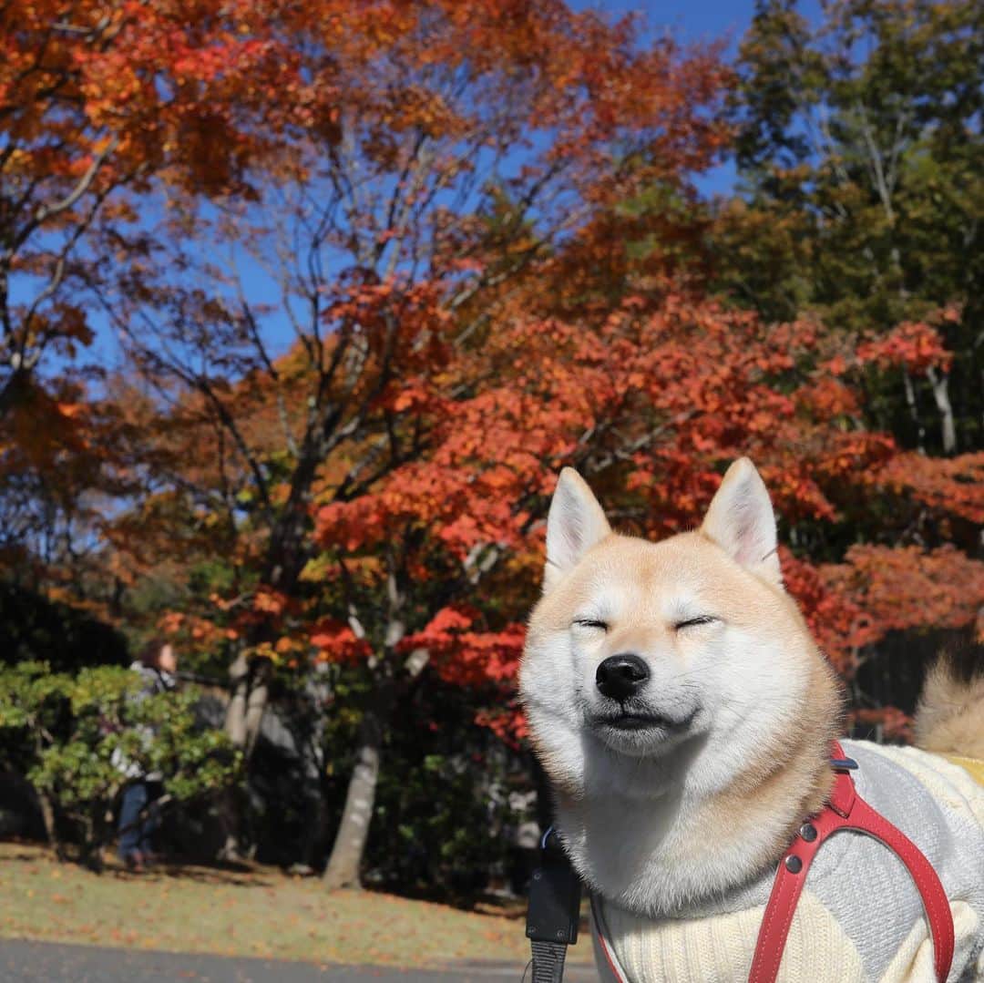 アブさんのインスタグラム写真 - (アブInstagram)「今年の紅葉は遅かったね！　#dog #昭和記念公園 #シバチャ #柴犬」12月3日 19時23分 - abuuungram