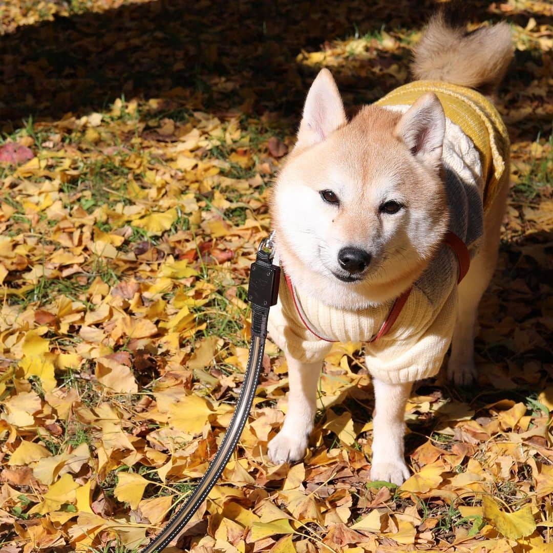 アブさんのインスタグラム写真 - (アブInstagram)「今年の紅葉は遅かったね！　#dog #昭和記念公園 #シバチャ #柴犬」12月3日 19時23分 - abuuungram