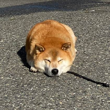 まる（まるたろう）さんのインスタグラム写真 - (まる（まるたろう）Instagram)「Someone forgot bread ✨🍞🤔✨あれ？だれかおいなりさん落とした？ #じゃねーよ #お利口に伏せしてる柴犬だから #どこから見てもそうでしょ #立派な柴犬 #シュッとして精悍な柴犬 #SSS」12月3日 19時25分 - marutaro