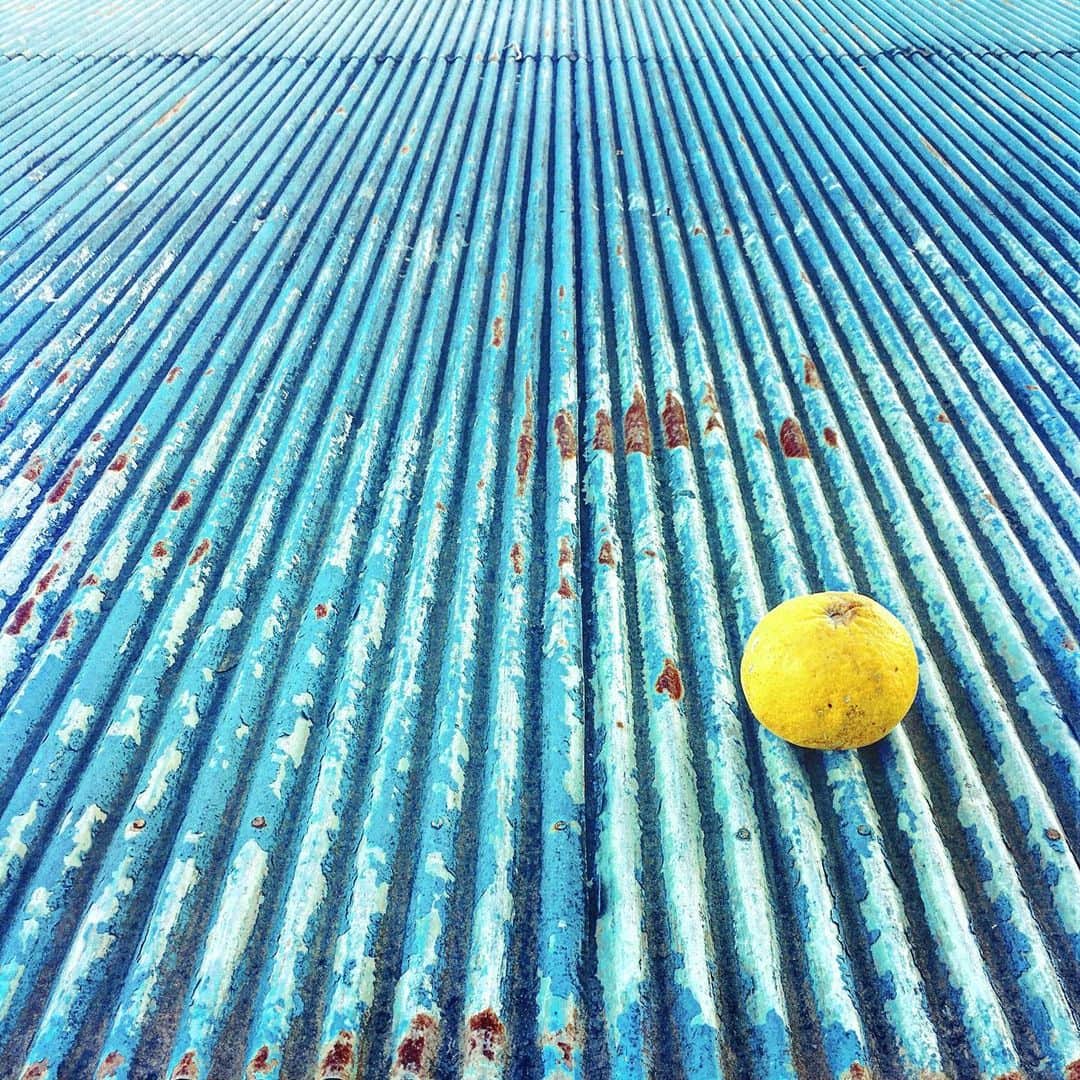 まめのインスタグラム：「One citrus fruit🍋 . . 光と水の内包。 . #ザ壁部 #トタニズム #ihaveathingforwalls .  #mwjp #igersjp #indies_minimal #reco_ig #shotoniphone」