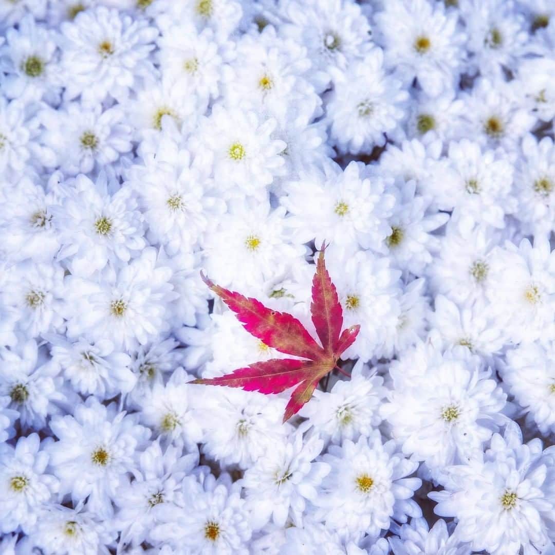 花の写真館のインスタグラム：「Photo by @fuji_sun___.⠀ https://instagram.com/fuji_sun___/⠀ .⠀ Original Post[投稿頂いたURL]⠀ https://www.instagram.com/p/B4CeMSKAU2N/⠀ .⠀ 本アカウントは、 #私の花の写真 をつけてInstagramに投稿された皆さまの花の写真や、「花の写真館」Facebookページで投稿された花の写真を紹介します。⠀ 「花の写真館」Facebookページは、「 @floral.photograph 」のプロフィールにあるURLからご覧ください。⠀ .⠀ #花の写真館 #floralphotograph #floralphoto #flower #flowers⠀ Follow: @floral.photograph」