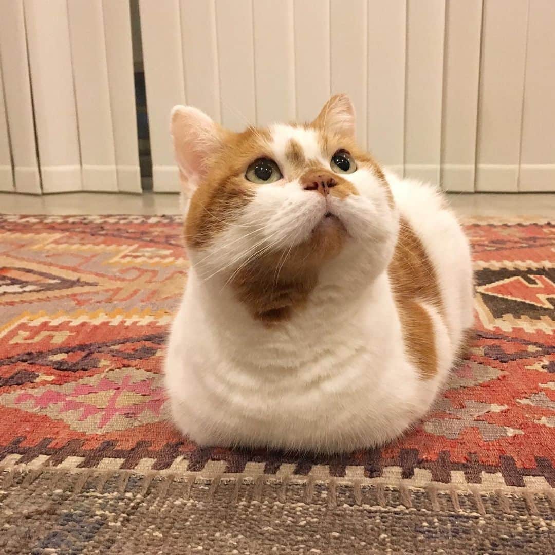 ミツバ&フックのインスタグラム：「猫型ツチノコ #ilovecat #視線の先に井上さん」