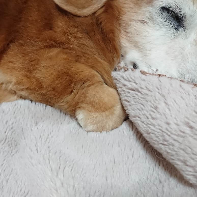 kazumiさんのインスタグラム写真 - (kazumiInstagram)「. 『ぼく、ルカえもん🎶』🤭 . ドラえもんみたいなお手手🐾 . トリミングから帰って来て爆睡してる姿をふと見たら、 そこにはドラえもんのようなお手手のルカくん…🐶💝 . 思わずパチリ…👀📸✨ * * * #ルカ#ルーちゃん#愛犬#癒し#可愛い#ダックス#ダックスフンド#ミニチュアダックス#ミニチュアダックスフンド#親バカ#ドラえもん#ドラえもんみたいなお手手#可愛いお手手#ふわもこ#シニア犬#お爺ちゃん日記 #dachshund#miniaturedachshund#dachshund_world#dogstagram#dogofinstagram#dachshundsofinstagram#dachshundlove#instadog#cute#pretty#love」12月3日 19時41分 - dagumama
