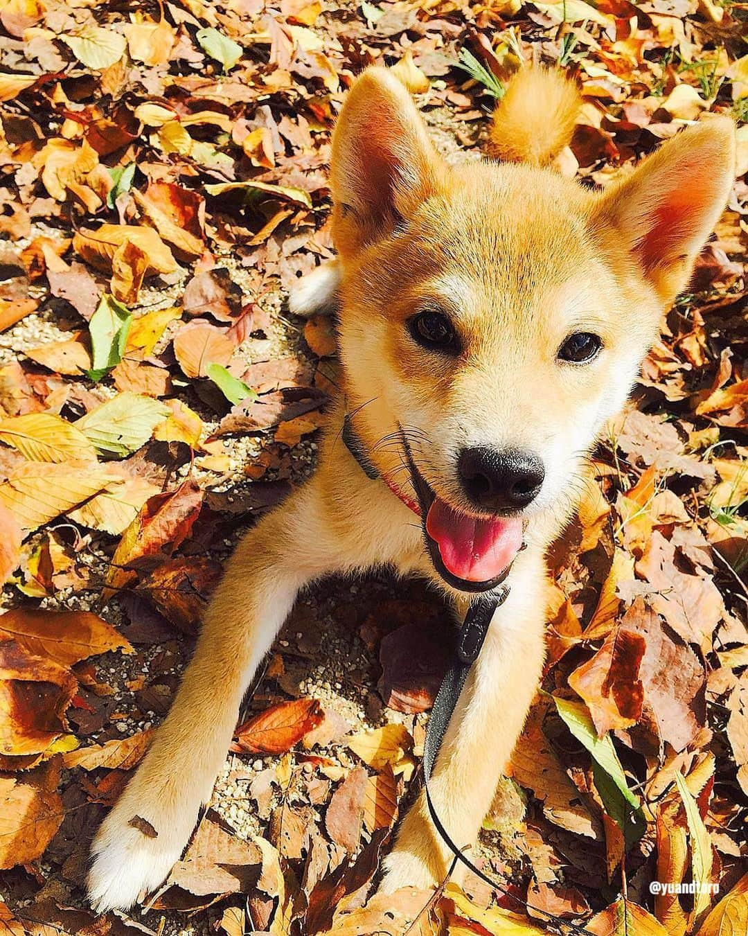 ゆうとろ（柴犬ゆうと猫のとろ）のインスタグラム