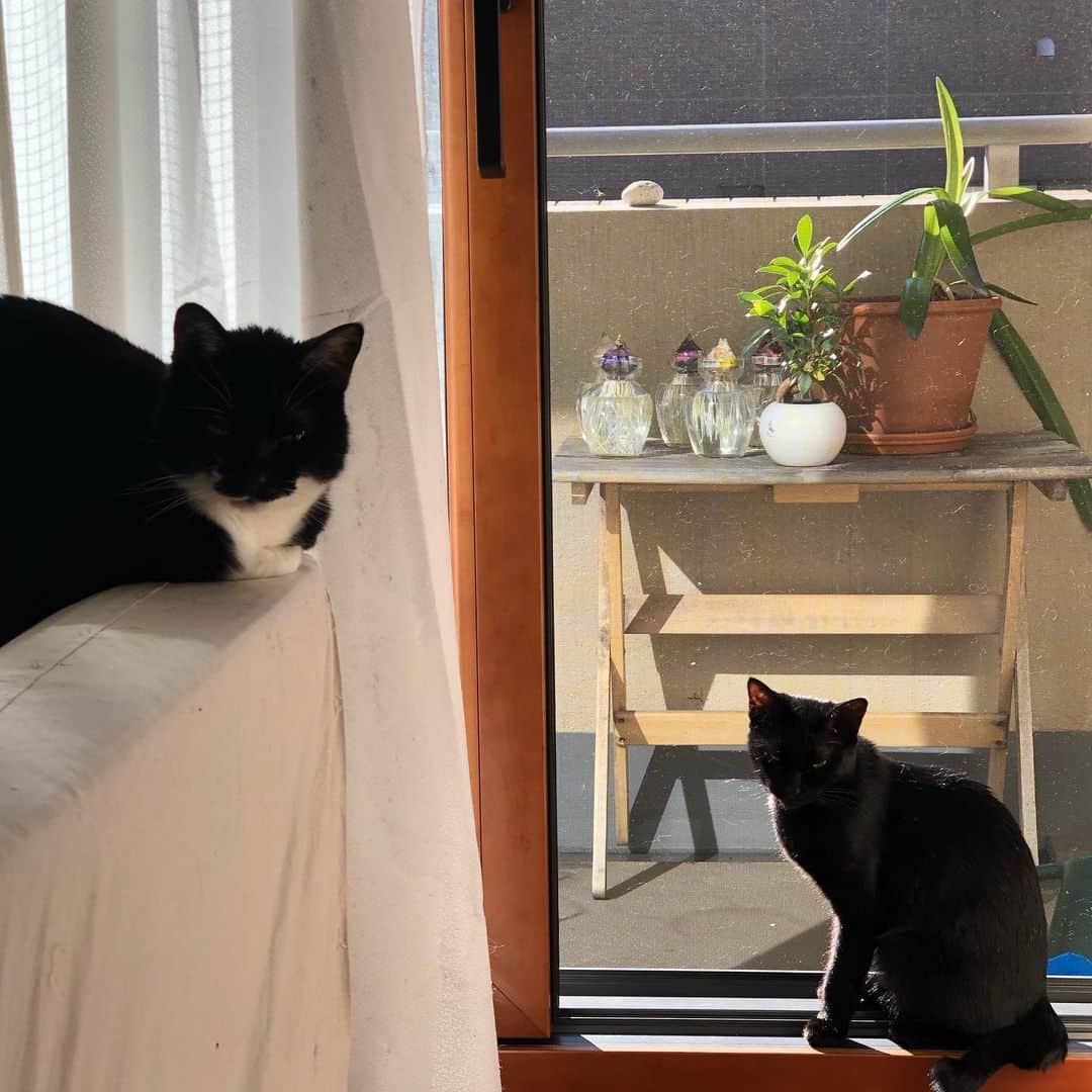 佐伯紅緒さんのインスタグラム写真 - (佐伯紅緒Instagram)「今日の黒猫隊。  陽に当たって眠そうです。  良い一日をお過ごしください✨  #cat #猫 #ねこ #ネコ #ねこすたぐらむ  #株式会社ファイブキャッツ #猫好きさんと繋がりたい #靴下猫部 #保護猫 #黒猫部 #blackcat」12月3日 11時40分 - beniosaeki