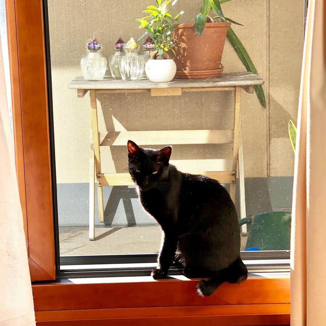佐伯紅緒さんのインスタグラム写真 - (佐伯紅緒Instagram)「今日の黒猫隊。  陽に当たって眠そうです。  良い一日をお過ごしください✨  #cat #猫 #ねこ #ネコ #ねこすたぐらむ  #株式会社ファイブキャッツ #猫好きさんと繋がりたい #靴下猫部 #保護猫 #黒猫部 #blackcat」12月3日 11時40分 - beniosaeki