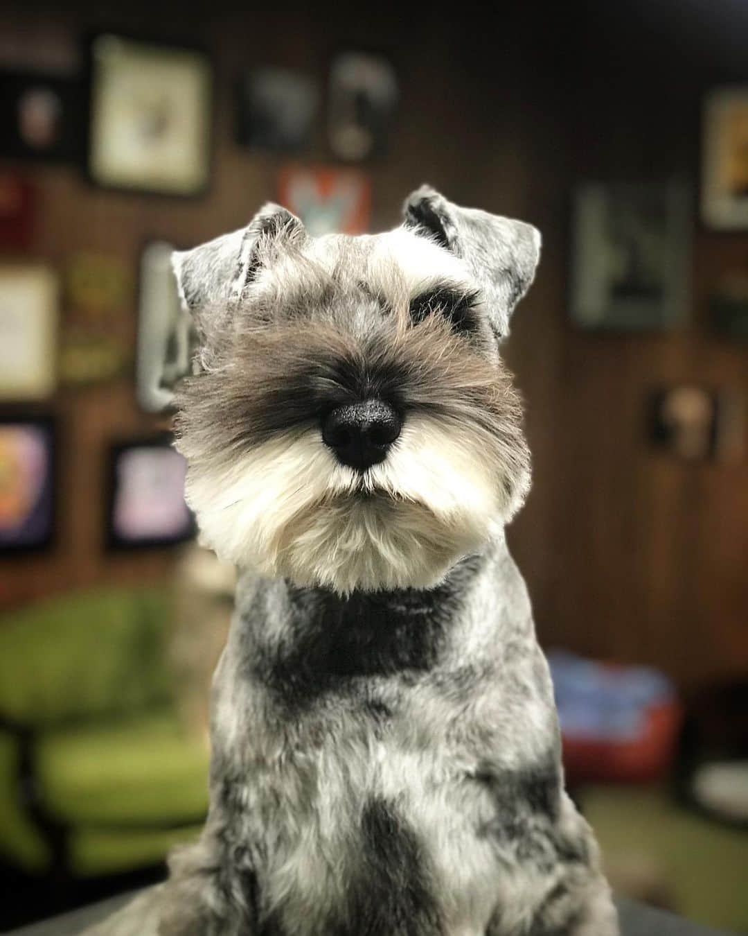 JessRonaGroomingさんのインスタグラム写真 - (JessRonaGroomingInstagram)「When your client wants their dog to look like @yukaiser, Yudeliver.」12月3日 12時32分 - jessronagrooming