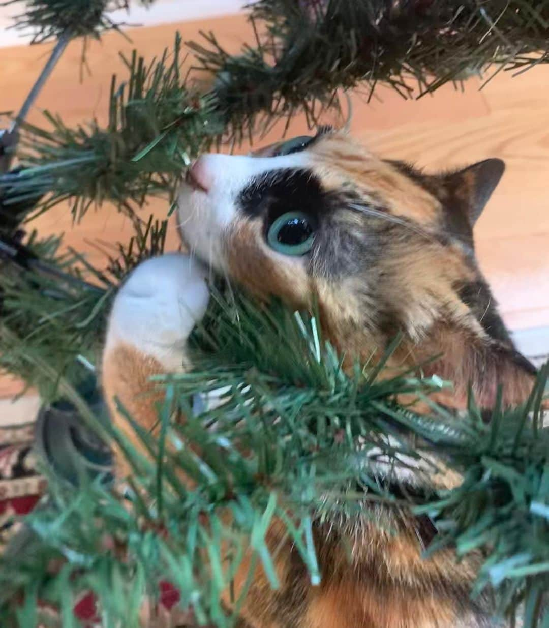 リリーさんのインスタグラム写真 - (リリーInstagram)「Time to put up the Christmas tree! Or destroy it 😼 . . . . . . . #catsofinstagram  #crazyeyes #calicokittens #bestcatsinsta #TopCatoftheDay #calico  #instacat #cute #catoftheday #cutestcatsofinsta #spreadthecatlove #cute  #crazy #cuteness #cutepic #model #lilly_crazyeyes #crazyeyes #calico #instacat #eyebrows #christmastree #christmascat #tree」12月3日 13時02分 - lilly_crazyeyes