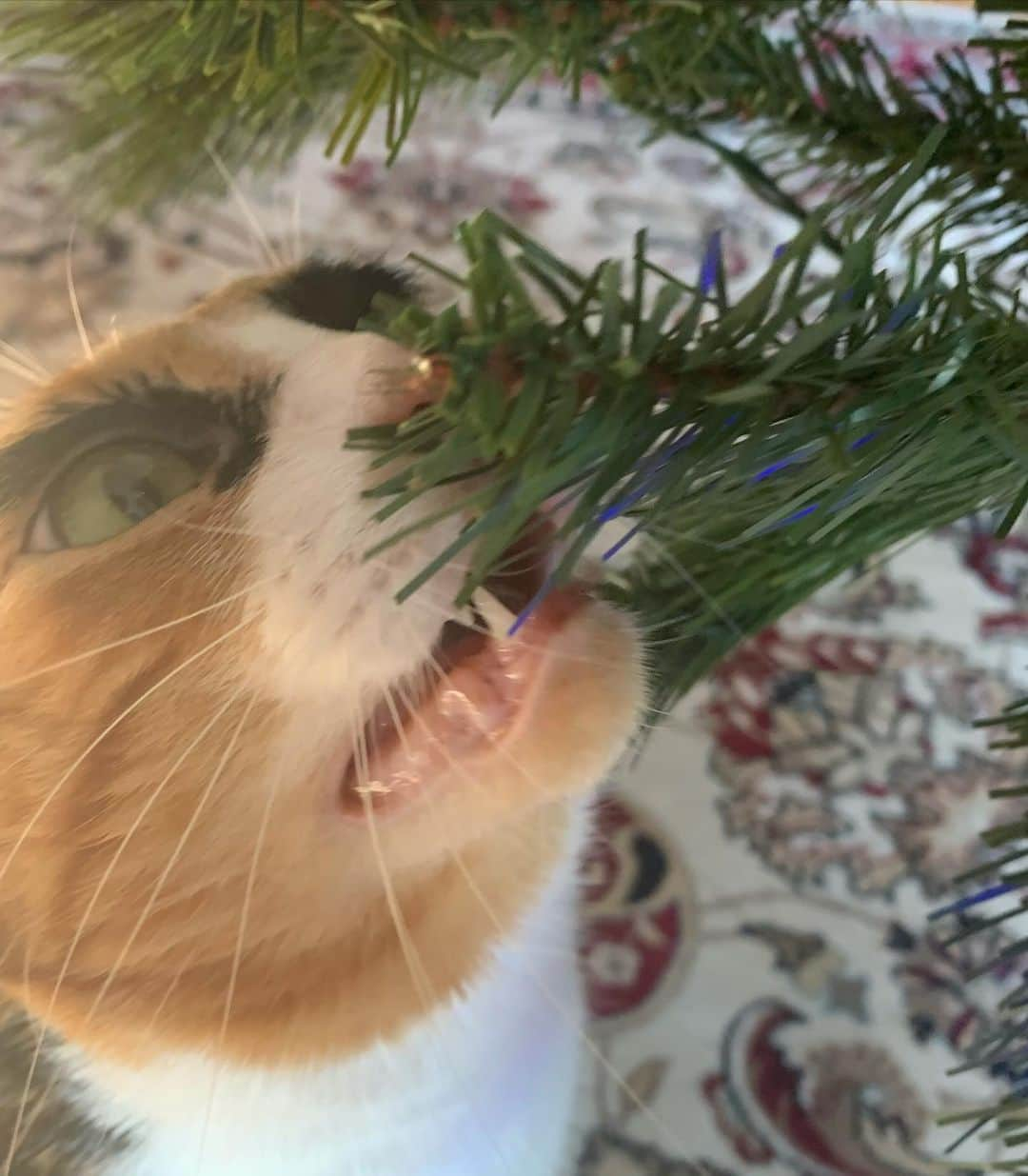 リリーさんのインスタグラム写真 - (リリーInstagram)「Time to put up the Christmas tree! Or destroy it 😼 . . . . . . . #catsofinstagram  #crazyeyes #calicokittens #bestcatsinsta #TopCatoftheDay #calico  #instacat #cute #catoftheday #cutestcatsofinsta #spreadthecatlove #cute  #crazy #cuteness #cutepic #model #lilly_crazyeyes #crazyeyes #calico #instacat #eyebrows #christmastree #christmascat #tree」12月3日 13時02分 - lilly_crazyeyes