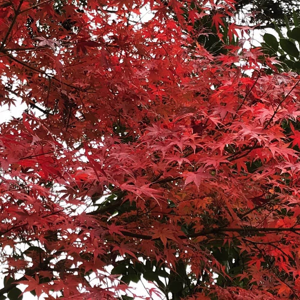 北澤舞悠（まゆちる）のインスタグラム：「🍁」