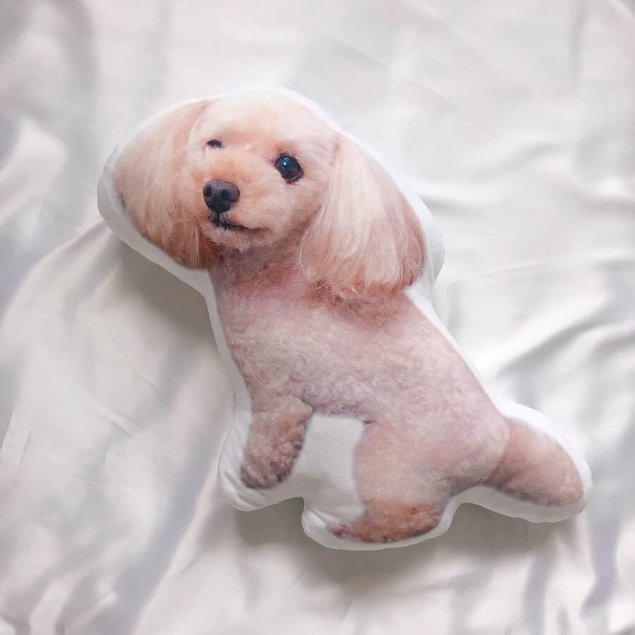 のインスタグラム：「全国の愛犬家さんに伝えたい🐶 我が家のぷーちゃんが クッションになりました🥰🥰🥰 @aisdelu2019 . . クッションにしたい写真を送るだけで オリジナルのクッションが出来上がるの💕 ほんとにほんとに激かわいいから、 みんなにオススメしたい🤣💕 この時期プレゼントにも良き🐕 . .  #Aisdelu #ペットクッション#オリジナルクッション #クッション #インテリア#ペット #ペットは家族 #ペットグッズ #ペット用品 #ペットのいる生活 #ふわもこ部#petstagram #pets #犬 #トイプードル #犬好きな人と繋がりたい」