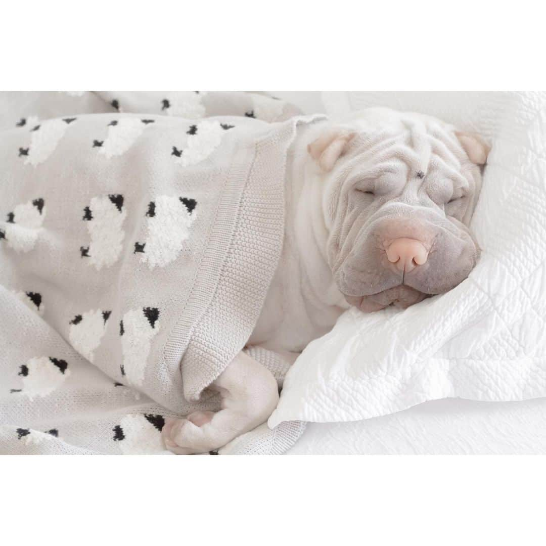 annie&pADdinGtoNさんのインスタグラム写真 - (annie&pADdinGtoNInstagram)「It was a typical Tuesday #adayinthelife #lambington #lazyboy #sharpei #sharpeisofinstagram #wrinkles #instagood #dog #dogs #doggo #barked #love #dogsofinstagram #weeklyfluff #dogoftheday #dogstagram #cutepetclub #ilovemydog #sheep #blanket #cuddly #sleep #iloveyoutothemoonandback」12月3日 13時56分 - anniepaddington