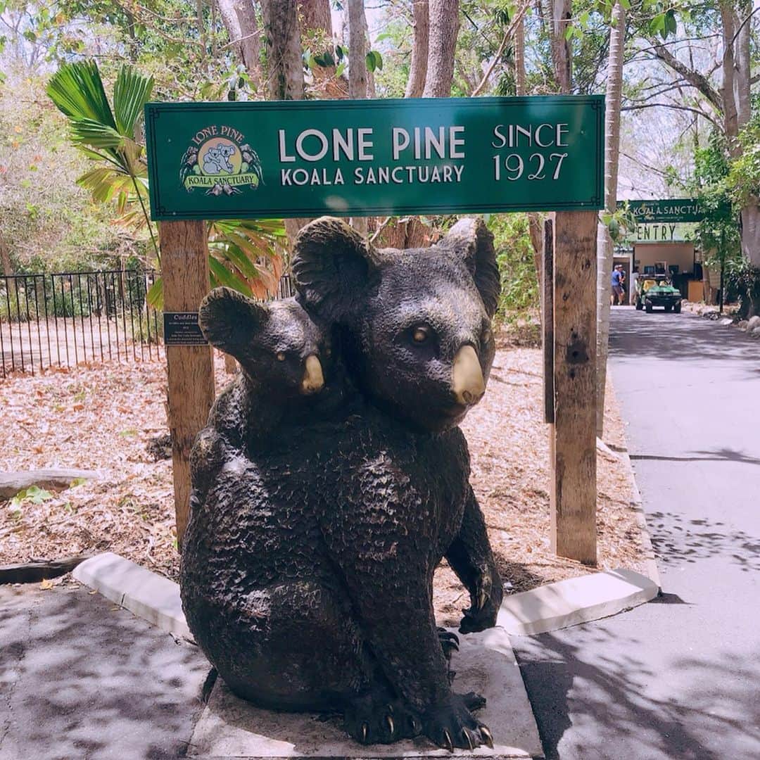 三浦泉さんのインスタグラム写真 - (三浦泉Instagram)「* 世界最古の動物園 コアラサンクチュアリーへ🐨🇦🇺❤️ *  1927年に開園🎉🐨 *  こんなに近くでコアラ見れることないので観察してみました❣️ *  どのコアラも表情や動きがカワユス♥️🐨♥️ * @lonepinekoala  #オーストラリア旅行 #オーストラリア #australia  #brisbane  #koala #lonepinekoalasanctuary #koalasanctuary #コアラ」12月3日 13時52分 - princessizu1201