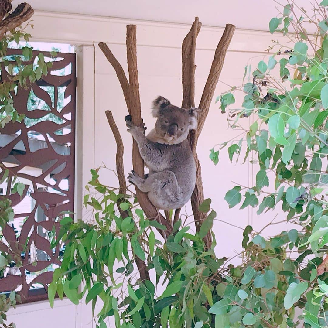 三浦泉さんのインスタグラム写真 - (三浦泉Instagram)「* 世界最古の動物園 コアラサンクチュアリーへ🐨🇦🇺❤️ *  1927年に開園🎉🐨 *  こんなに近くでコアラ見れることないので観察してみました❣️ *  どのコアラも表情や動きがカワユス♥️🐨♥️ * @lonepinekoala  #オーストラリア旅行 #オーストラリア #australia  #brisbane  #koala #lonepinekoalasanctuary #koalasanctuary #コアラ」12月3日 13時52分 - princessizu1201