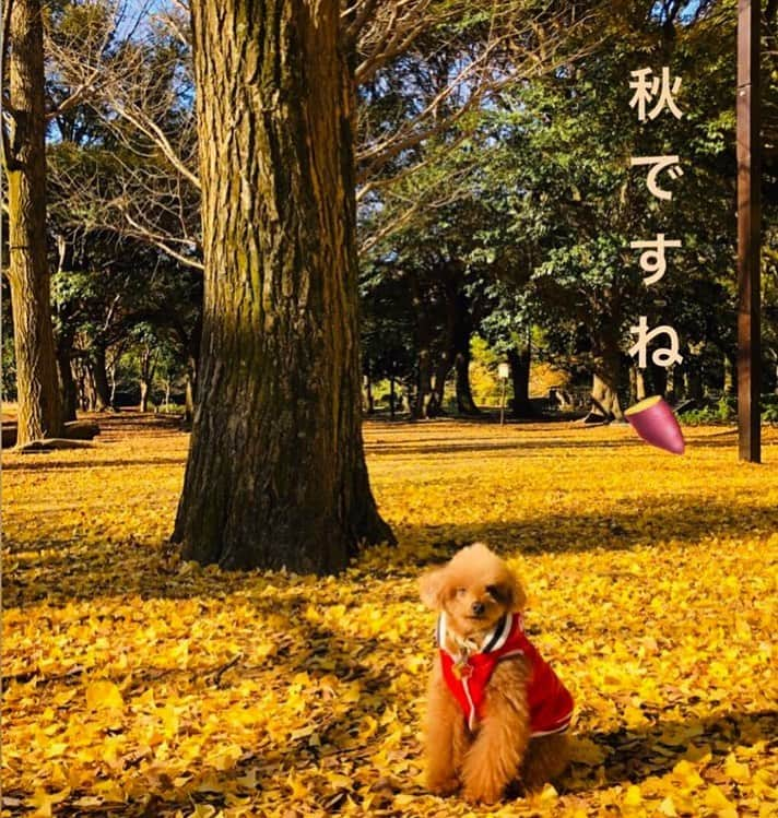 日々野真理さんのインスタグラム写真 - (日々野真理Instagram)「#秋 #紅葉狩り #冬 #愛犬とお散歩 #代々木公園」12月3日 14時21分 - marihibino1031