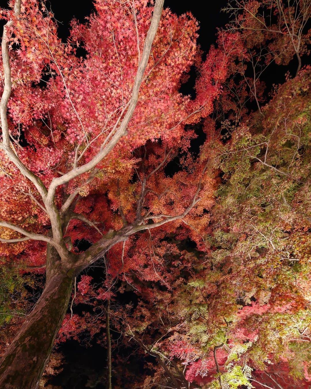 田島知華さんのインスタグラム写真 - (田島知華Instagram)「【Japan🇯🇵Saitama】Japanese autumn leaves🍁 今年は日本で秋を過ごす時間が短くて紅葉撮影に行けないので、去年出し損なって眠っていた写真を。  都内から2時間かからず行ける寳登山神社。 夜の紅葉リフレクションを収めたくて風が落ち着いている日を狙って行きました。 灯籠がいい味出してくれてる✨ 月の石もみじ公園のライトアップされた紅葉も綺麗だったなぁ…！ Copyright © TAJIHARU  PENTAX K-1 MarkⅡ HD PENTAX-D FA 15-30mmF2.8ED SDM WR HD PENTAX-D FA 28-105mmF3.5-5.6ED DC WR _ #たじはるトリップ #TAJIHARU_japan #日本 #埼玉 #紅葉 #寳登山神社 #月の石もみじ公園 #日本の秋 #紅葉狩り #リフレクション #カメラ女子 #田島知華 #たじはる #トラベルフォトライター #国内旅行 #japan #saitama #japantrip #autumnleaves #reflection #igersjp #ptk_japan #photo_jpn #lovers_nippon #japan_daytime_view #bestjapanpics #beautifuldestinations #earthpix #discoverearth #wonderful_places」12月3日 20時47分 - haruka_tajima