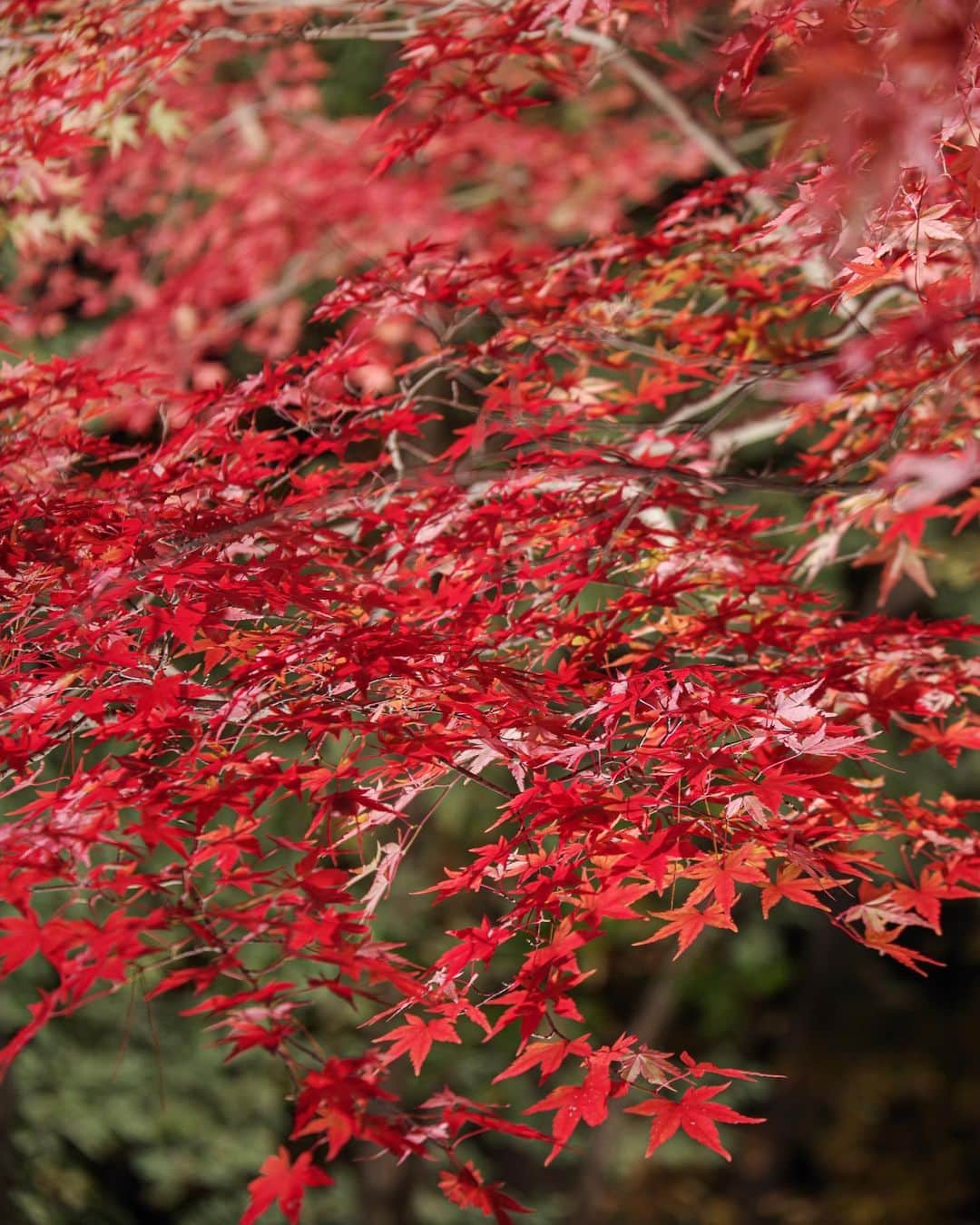 田島知華さんのインスタグラム写真 - (田島知華Instagram)「【Japan🇯🇵Saitama】Japanese autumn leaves🍁 今年は日本で秋を過ごす時間が短くて紅葉撮影に行けないので、去年出し損なって眠っていた写真を。  都内から2時間かからず行ける寳登山神社。 夜の紅葉リフレクションを収めたくて風が落ち着いている日を狙って行きました。 灯籠がいい味出してくれてる✨ 月の石もみじ公園のライトアップされた紅葉も綺麗だったなぁ…！ Copyright © TAJIHARU  PENTAX K-1 MarkⅡ HD PENTAX-D FA 15-30mmF2.8ED SDM WR HD PENTAX-D FA 28-105mmF3.5-5.6ED DC WR _ #たじはるトリップ #TAJIHARU_japan #日本 #埼玉 #紅葉 #寳登山神社 #月の石もみじ公園 #日本の秋 #紅葉狩り #リフレクション #カメラ女子 #田島知華 #たじはる #トラベルフォトライター #国内旅行 #japan #saitama #japantrip #autumnleaves #reflection #igersjp #ptk_japan #photo_jpn #lovers_nippon #japan_daytime_view #bestjapanpics #beautifuldestinations #earthpix #discoverearth #wonderful_places」12月3日 20時47分 - haruka_tajima