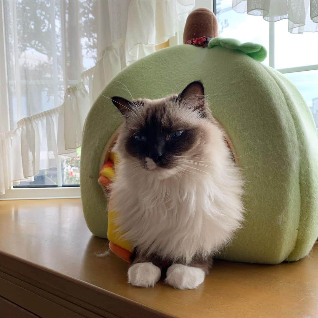 takegaeruのインスタグラム：「なんか表情が渋いぜ✨😼 #cat #猫 #ragdoll #ラグドール #ホワイトポッチーズ」