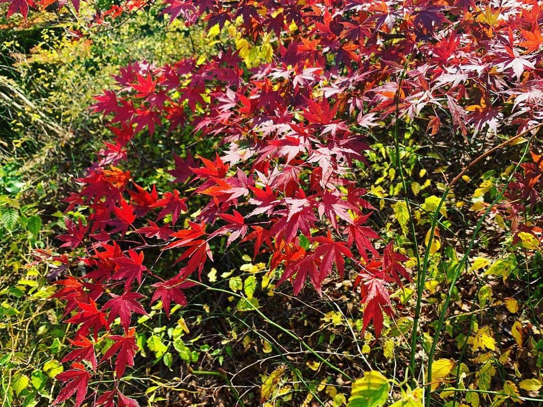 川田御早希さんのインスタグラム写真 - (川田御早希Instagram)「紅葉を見たいと思っていたら 真っ赤なモミジを見られました！  #紅葉 #真っ赤な紅葉 #自然を愛でる  #引き寄せ #上機嫌 #いい気分 #今幸せでいよう #今を楽しむ」12月3日 20時54分 - misaki_kawada