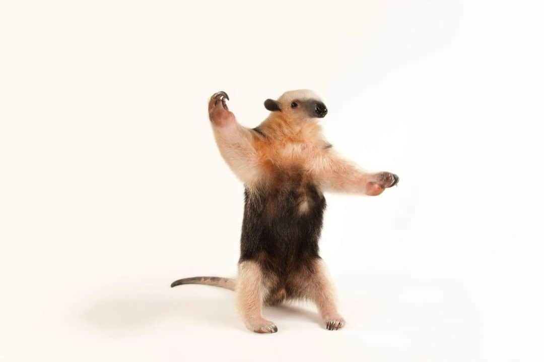 Joel Sartoreさんのインスタグラム写真 - (Joel SartoreInstagram)「This southern vested tamandua @zootampa looks like he’s ready to dance, standing perfectly poised on his hind legs with arms outstretched. Tamanduas live throughout much of South America, and while they can be found in savannas, tropical rainforests, scrub forests, and mangroves, they most commonly occur near streams and rivers. Tamanduas mostly eat ants and termites, using their forelimbs and claws to dig up insect nests, though they also eat honey and bees. While the mouth opening at the end of their elongated snout is only about the width of a pencil eraser, their tongues can be nearly 16 inches long - perfect for slurping up tasty insects. Tamanduas are a toothless species, but have a muscular gizzard in the stomach to help them digest their food. When they are not active, tamanduas will take shelter in tree hollows. You can help protect this incredible species by avoiding animal skin products when you shop, even those marked as “faux” to ensure you are not contributing to the illegal hunting of this species. In certain regions, tamanduas are hunted for meat, or even for their skins, which can be made into leather products. #tamandua #vested #dancer #longtongue #claws #longsnout #cute #bigears #furry #shopsmart #PhotoArk #savetogether」12月3日 20時54分 - joelsartore