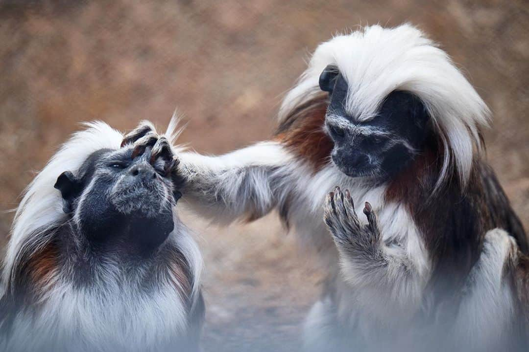 FUJIFILM INDONESIAさんのインスタグラム写真 - (FUJIFILM INDONESIAInstagram)「Perlu kesabaran untuk memotret fauna dengan hasil yang memukau, terutama karena gerakannya yang serba spontan dan tak terduga. Satu lagi yang terpenting adalah menggunakan lensa yang tepat seperti Fujinon XF100-400mmF4.5-5.6 R LM OIS WR, lensa tele ini memang cocok untuk memotret fauna dan banyak digunakan para fotografer untuk mendokumentasikan fauna di alam liar.  Captured using X-T2 Lens XF100-400mmF4.5-5.6 R LM OIS WR  Photo by: @ohaiostanley  #XT2_id #XT2 #XF100400 #wildlife」12月3日 16時00分 - fujifilm_id