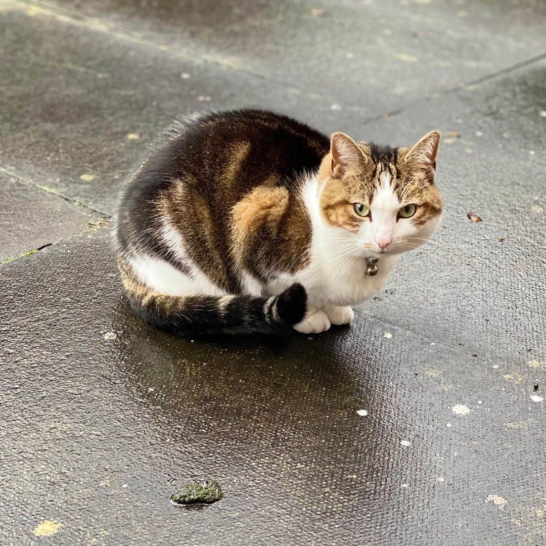Misty The Moggieのインスタグラム：「Expert hover cat」