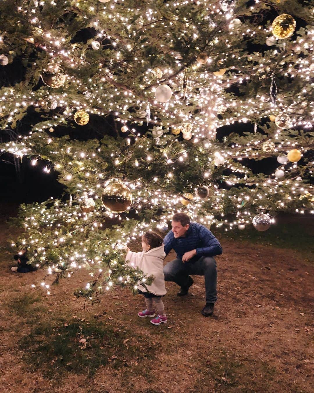 大橋菜央さんのインスタグラム写真 - (大橋菜央Instagram)「Great symbol tree at Hoshino area✨ . . .  枝振りが立派な星野エリアもみの木広場ののシンボルツリー🌲 . 枝と枝の間に入り込むと一面キラキラの世界になるので 子供たちが大はしゃぎしてた🤩 . . . #軽井沢旅行 #星野エリア #星のや軽井沢 #こどものいる暮らし#1歳9ヶ月 #生後21ヶ月 #たれ眉 #たれ目 #miababyliving」12月3日 17時00分 - naoliving