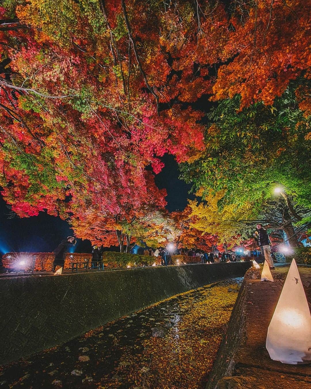 Galaxy Mobile Japanさんのインスタグラム写真 - (Galaxy Mobile JapanInstagram)「河口湖もみじ回廊を #GalaxyNote10Plus で撮影📸 撮影時はちょうど紅葉になり始めたタイミングで、緑と赤のコントラストがとっても綺麗でした…😍 皆さんは、今年はどんな紅葉の写真が撮れましたか？冬になる前に…ぜひ  #Galaxyカメラ部 をつけて投稿してくださいね🍁 📸#GalaxyNote10+ #withGalaxy Photo by @8s_hero ・ ・ ・ #山梨 #河口湖 #山梨旅行 #山梨観光 #河口湖もみじ回廊 #もみじ回廊 #紅葉 #紅葉🍁 #🍁 #紅葉狩り #晩秋 #日本の景色 #日本の絶景 #日本の美 #yamanashi #mtfuji #kawaguchiko #Galaxyカメラ部」12月3日 17時01分 - samsungjpn