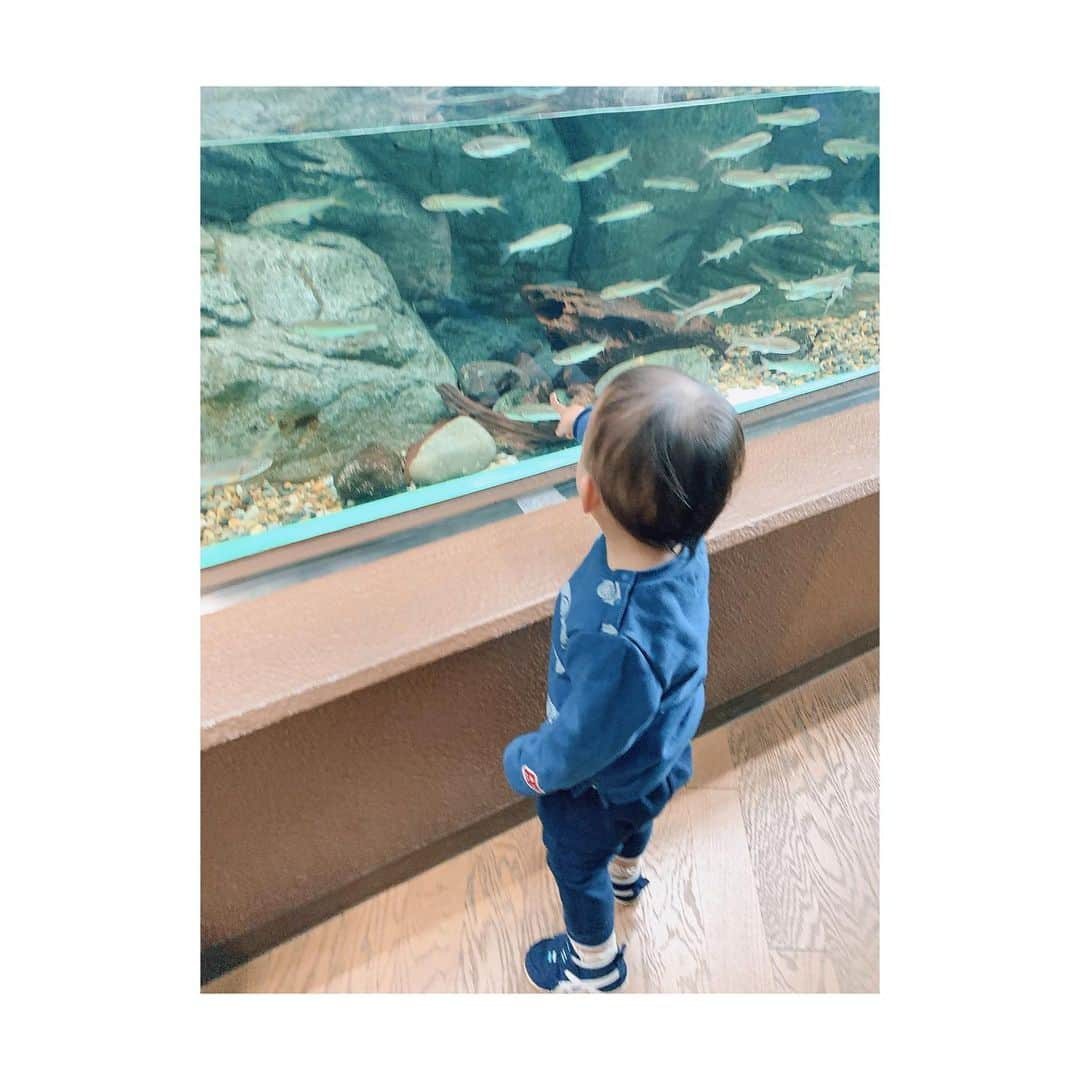 押切もえさんのインスタグラム写真 - (押切もえInstagram)「🐬🐠🐧 日曜日は家族で水族館へ。 小さなお魚のいるコーナーや、イルカのショーに大興奮でした。 （私の腕が悪く、肝心のイルカがちょっとしか写っていませんが…笑） 大きい魚や暗い照明のコーナーはまだ怖いようで、アザラシの前では抱っこから離れず。 子供の目にはどんな風に映っているんだろうな…。 #家族　#family #babyboy #水族館 #イルカ大好き」12月3日 17時10分 - moe_oshikiri