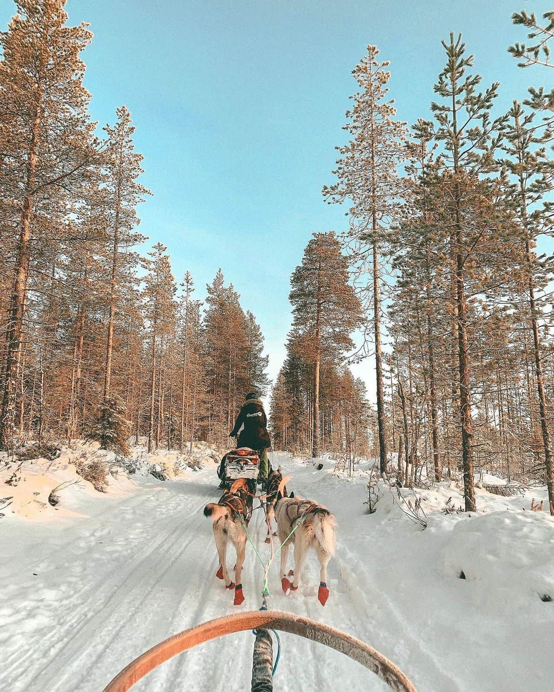 Giann Chanのインスタグラム：「Husky ride: An activity you shouldn't have missed it in Lapland 🛷  #Huskyride #Lapland #Finland #ctytravelmap #rovaniemi」