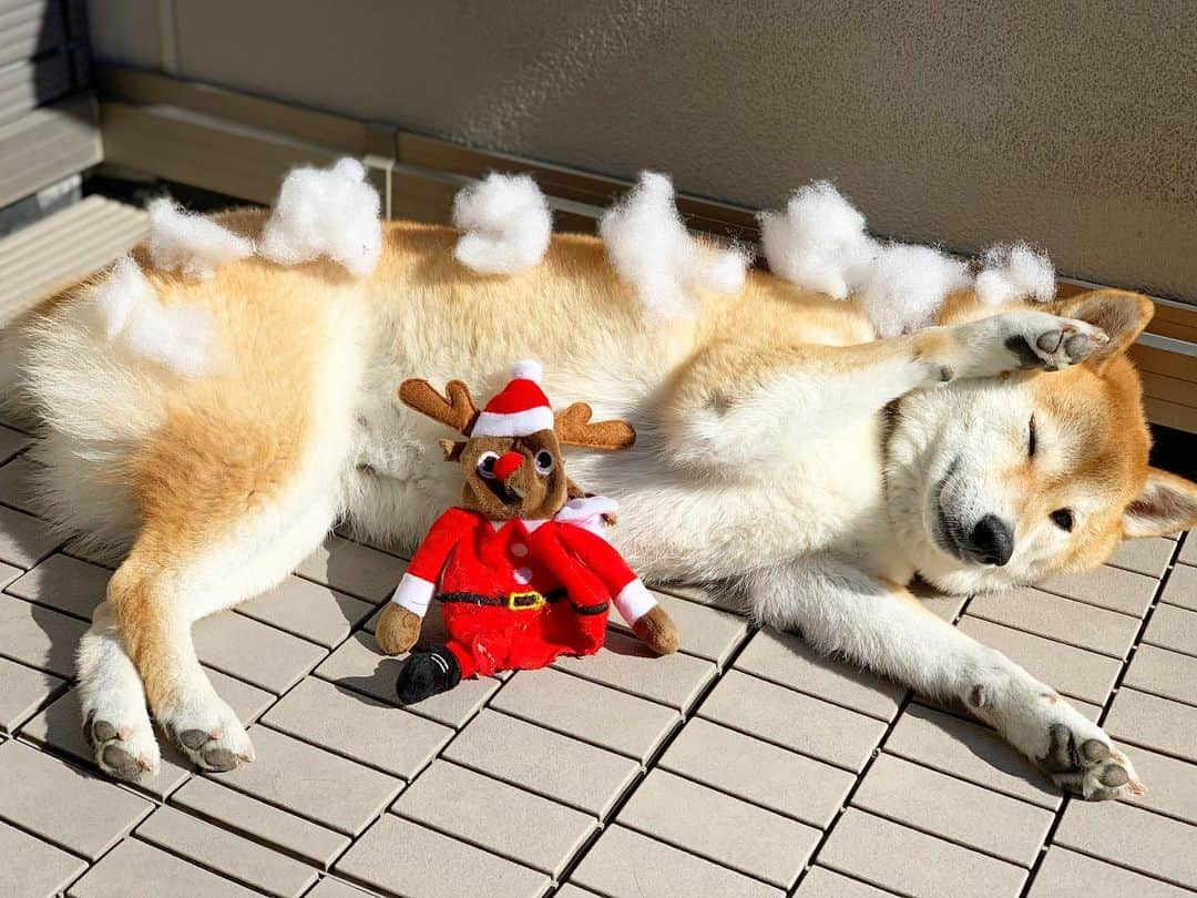 柴犬ハル&保護犬すずさんのインスタグラム写真 - (柴犬ハル&保護犬すずInstagram)「🎅🎄 . 「はいはーーい！ トナカイ破壊したの、 ハルだよーー！」 . #挙手したから許してよね🙋‍♂️ #クリスマス前に破壊してしまった #綿をハルに並べてみたよ #このあと綿をトナカイに詰め直しました . #柴犬#柴#kagoshima#dog#puppy#shibainu#shibastagram#いぬバカ部#family#鹿児島#赤柴#雑種#天文館#日本犬#保護犬を家族に#保護犬#元保護犬#姉妹#dogs#kagoshima#動物#animal#クリスマス#christmas」12月3日 17時27分 - haruharu040777