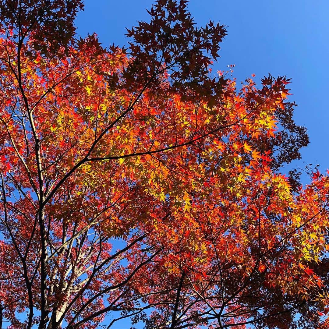 榊山敬代のインスタグラム：「🍁🍁🍁… ・ ボー…っと外に出ましたら 真っ赤な楓の色にシャキン  あまりにも色がまぶしくて 心も高揚しましたひとコマ  自然の絵の具はすばらしい ・ ・ 🎨🍁… ・ ・  最近調べ物週間にて煮詰まり中の巻 意外にもエネルギーつかうかんじで ときおりフーと休憩しながらの作業  何事も偶然はなくて必然と考えながら 必然なものにするならどうなるという なぞなぞのような作業なのだけれども  ふしぎが たのしい  それにしましても 今年は頭フル回転 ﻿・ ・ ・ ・ 📚💭… ・ ・ さて  最近食欲がなかったので 今夜はたくさん作るの巻  野菜祭り哉 ・ ・ 🏮🍆🥦🥕🥬… ・ ・  #晴天 #Sky #bluesky #楓 #Maple #紅葉 #🍁 #🍂 #red #view #beautiful #日本画家 の #外出こんなもん #気分転換 #運動不足　#秋 #日本の美 #autumn」