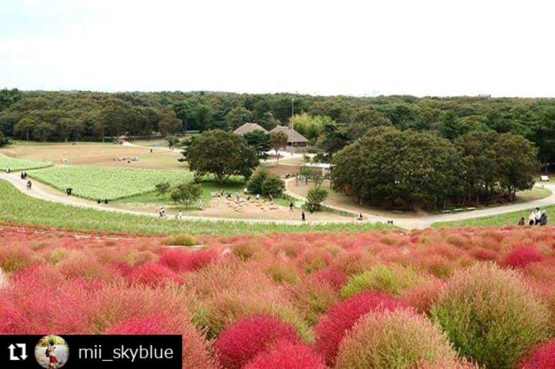 zekkei_ibarakiさんのインスタグラム写真 - (zekkei_ibarakiInstagram)「エントリーNo.190272 ━･･━･･━･･━･･━･･━･･━ #Repost @mii_skyblue ━･･━･･━･･━･･━･･━･･━ 見頃前のコキア😊 その③ ． 三脚持って変わった構図探し… 「お！ここいいかも。」と撮った一枚です。 ． ． 🔹2019.10.17 📍みはらしの丘 ◉ EF-M15-45mm F3.5-6.3 IS STM 三脚➣verubon ． ． #コキア #見頃前 #緑から赤へ #グラデーション #標準レンズの世界 #カメラで撮るの楽しい #標準ズームレンズ #写真で伝えたい私の世界 #ダレカニミセタイフウケイ  #キリトリセカイ #japan_bestpic_ #カメラで撮るの好きな人と繋がりたい #広がり同盟 #茨城カメラ部 #iba_geo #team_jp_東 #tokyocameraclub #lovers_nippon #キタムラ写真投稿 #my_eosm100 #sorakataphoto #初心者カメラ部 #カメラ初心者の人と繋がりたい #一眼があると見る世界も変わる #loves_amazing_group #zekkeiいばらき2019 #zekkei_ibaraki @zekkei_ibaraki」12月3日 18時26分 - zekkei_ibaraki