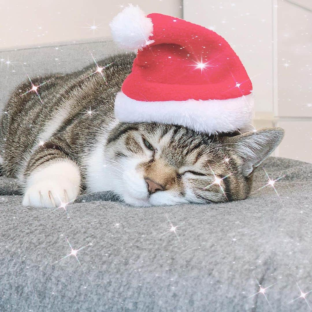 korokoronyaさんのインスタグラム写真 - (korokoronyaInstagram)「↟﻿*∗ 3 Dec, 2019  Mame santa🎅🏼 “I ‘m not going to work🎁” * #前もって言っときます もしあなたにプレゼント🎁 が届かなかった場合は マメサンタ担当エリア ということです。 今年も… #残念っ‼︎ * #mame_koronya」12月3日 18時24分 - korokoronya